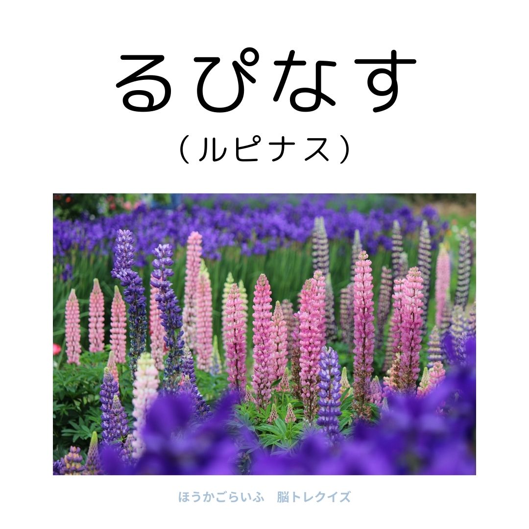 高齢者向け（無料）言葉の並び替えで脳トレしよう！文字（ひらがな）を並び替える簡単なゲーム【花の名前】健康寿命を延ばす鍵